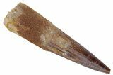 Fossil Spinosaurus Tooth - Real Dinosaur Tooth #222632-1